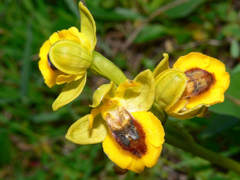 Gruppo Ophrys lutea